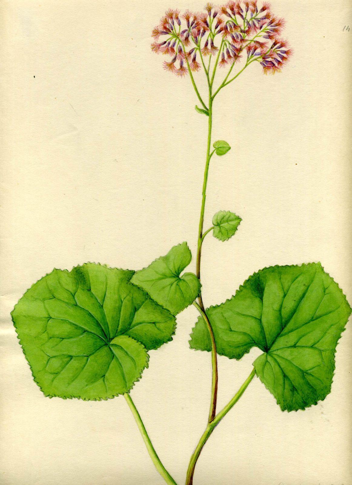 Alt