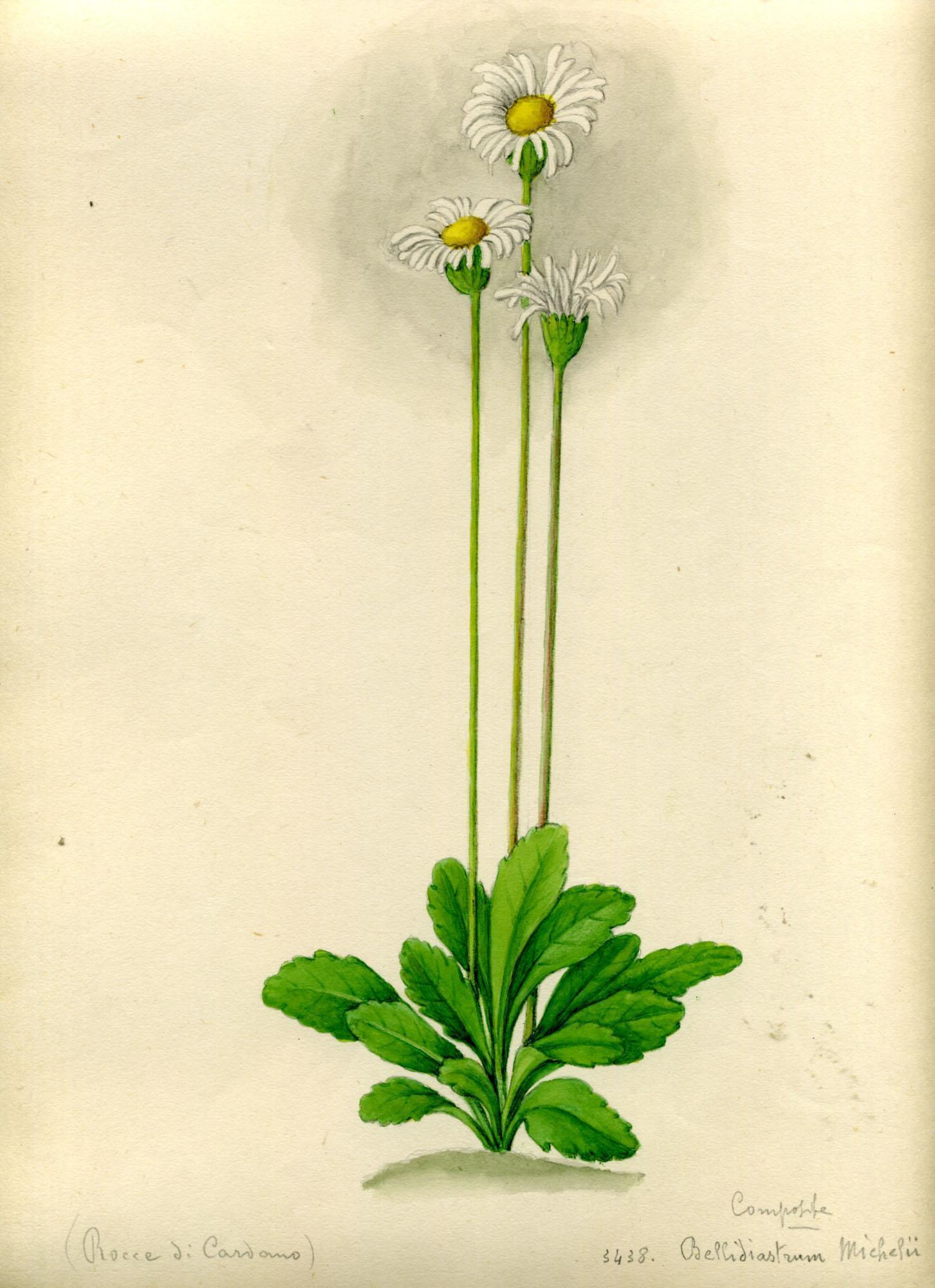 Alt
