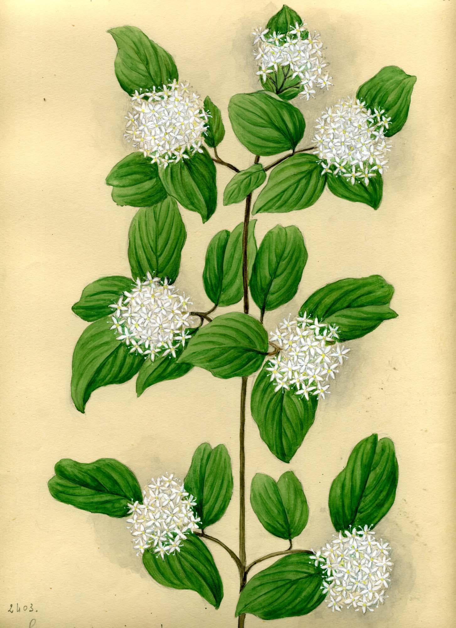 Alt