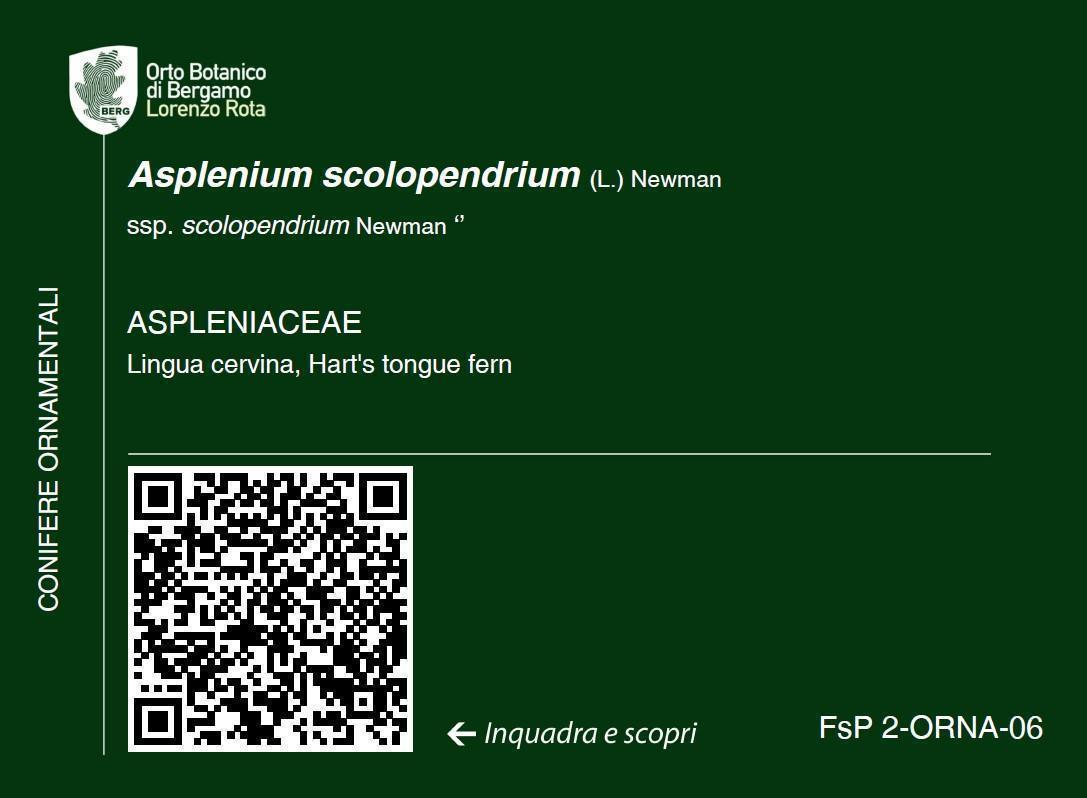 QRCode label